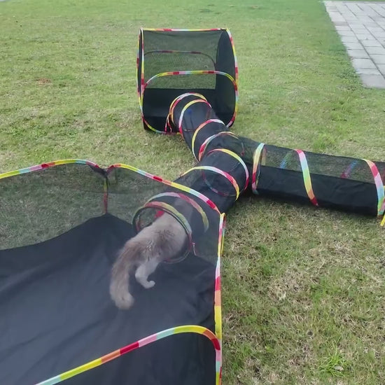 3-in-1 Set: cat running through the Y-shaped tunnel between the two tents