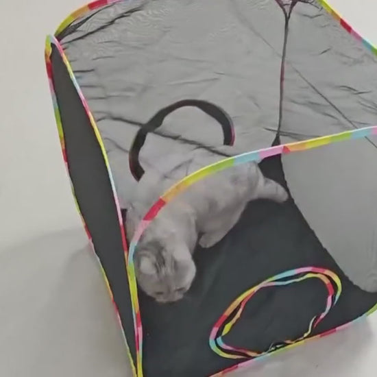 Cube: fluffy cat playing inside the pop-up mesh cube