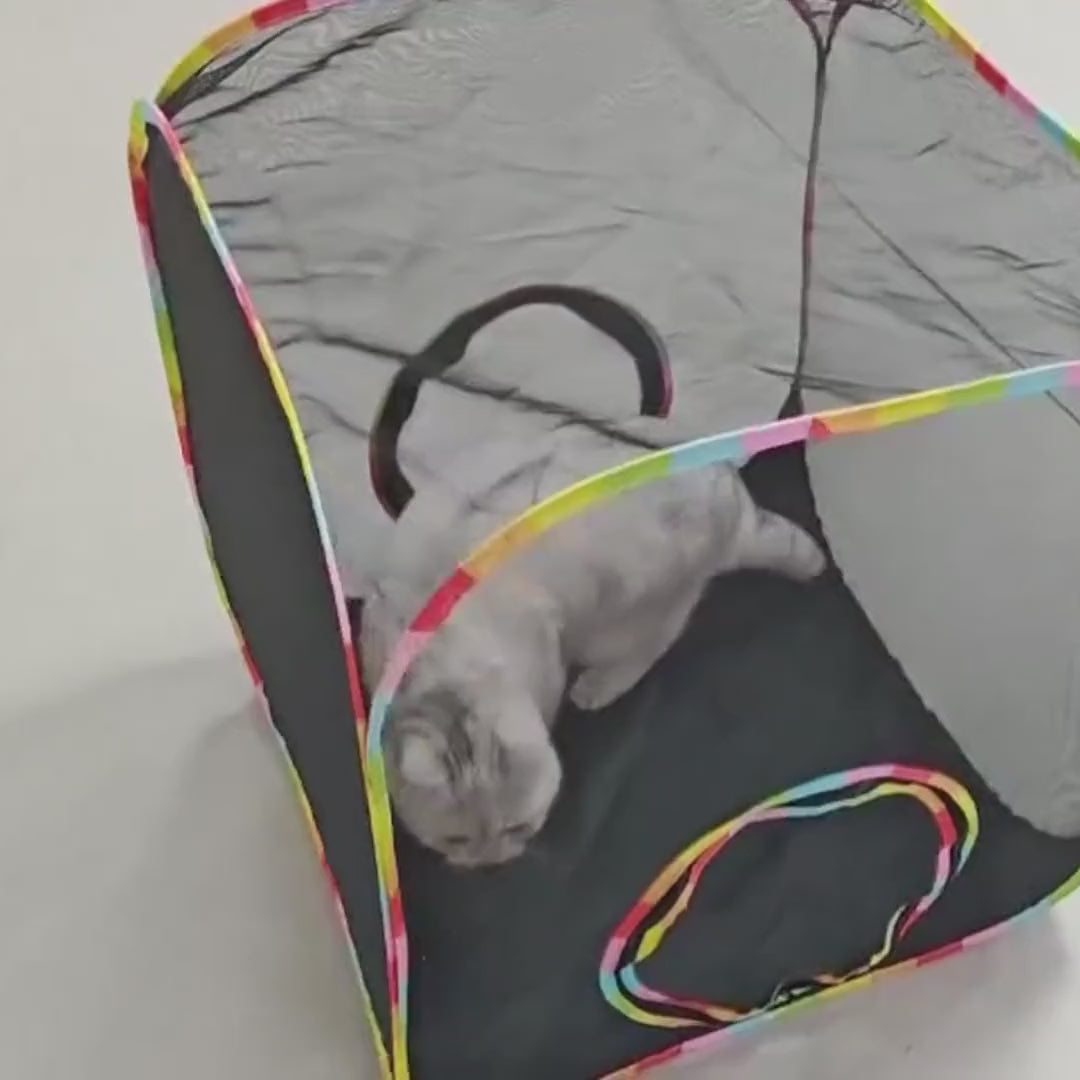 Cube: fluffy cat playing inside the pop-up mesh cube